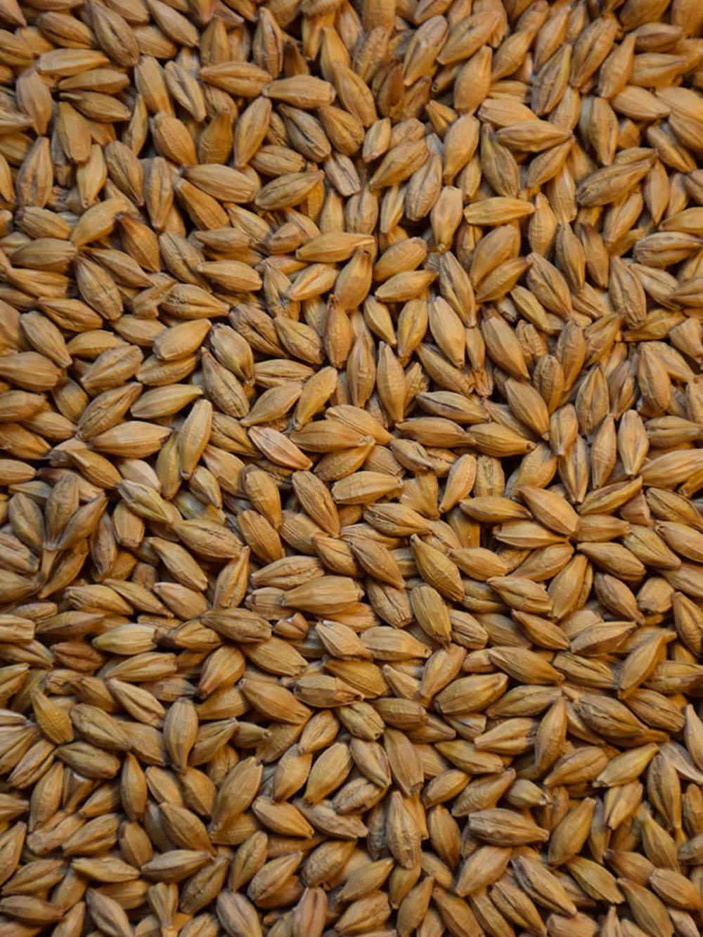 Robust Spring Barley
